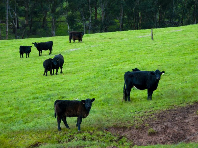 Australian Lowline Cattle