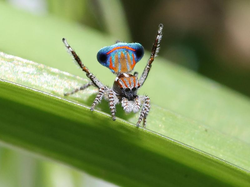 Australian Peacock Spider