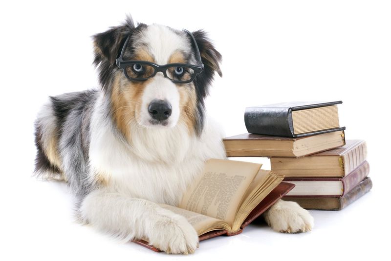 Australian shepherd with glasses and books