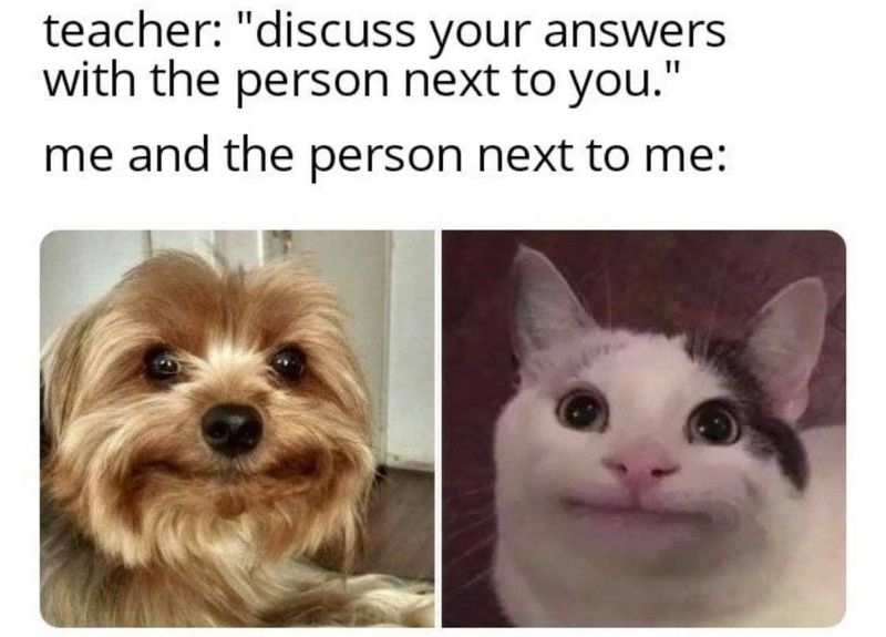 Awkwardly discussing answers in class, as portrayed by a funny dog and cat