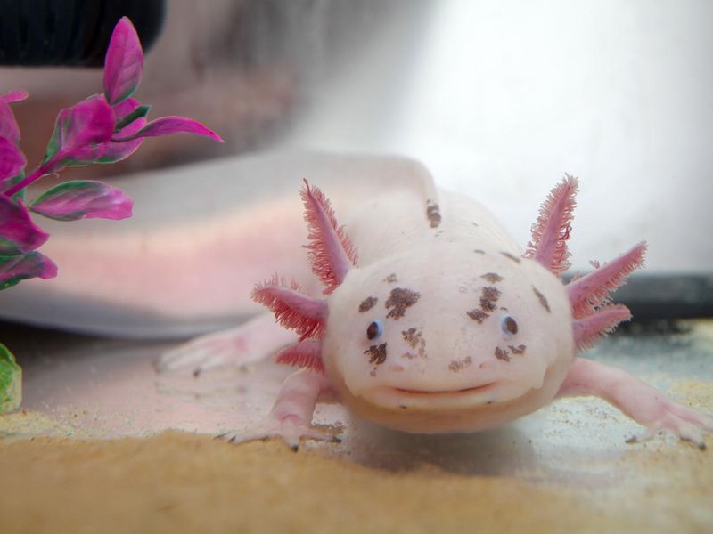Axolotl, an amazing endangered animal