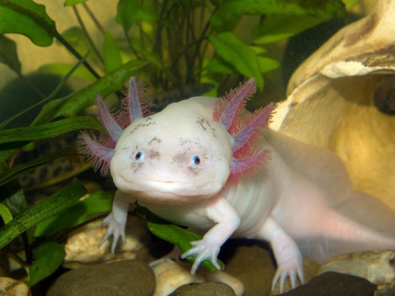 Axolotl gills