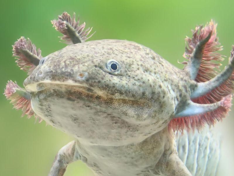 Axolotl pet