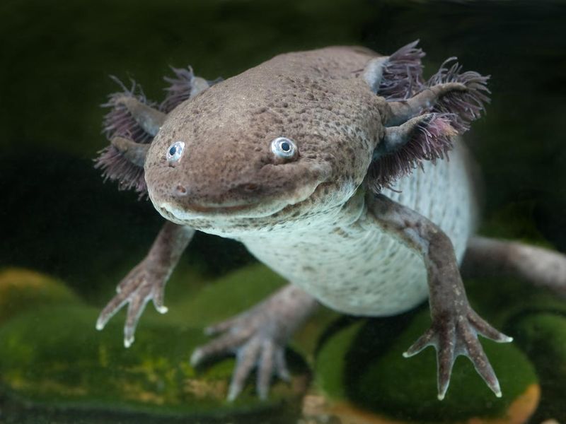 Axolotl swimming in an aquarium tank