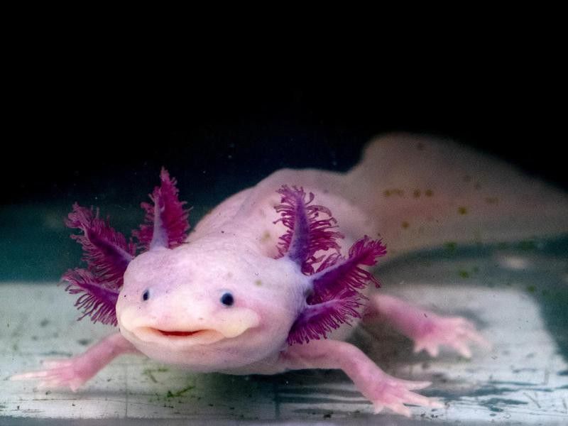 Axolotl walking fish floating