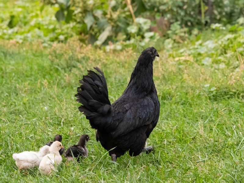 Ayam Cemani breed mother hen leads a few of her chicks through the green grass