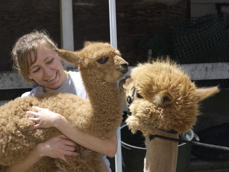 Baby Alpaca Being Held by Woman