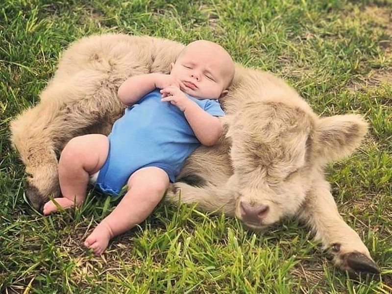 Baby and fluffy cow