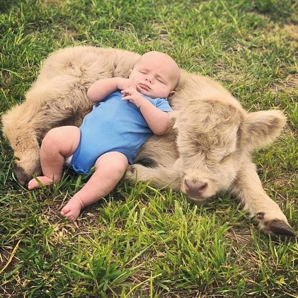 54 Cute Fluffy Cow Photos That Will Melt Your Heart