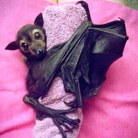 Baby bat hugging a towel