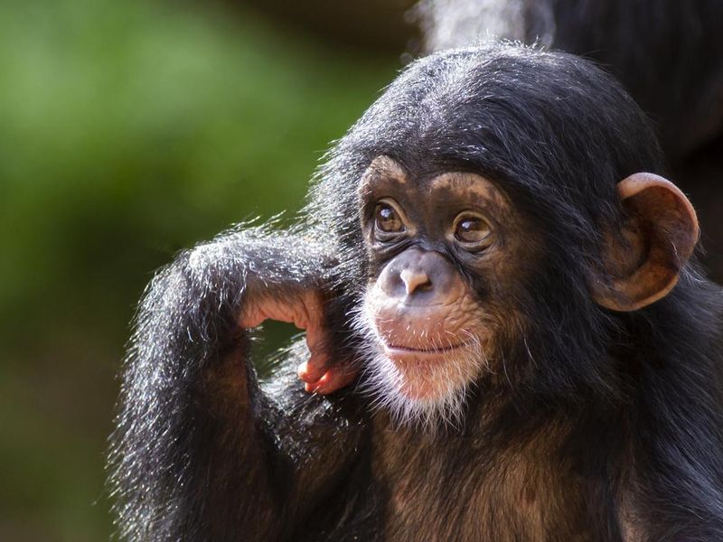 baby chimpanzee portrait