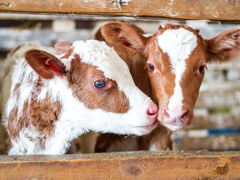 Adorable Baby Cow Facts That Will Make You Swoon | Always Pets