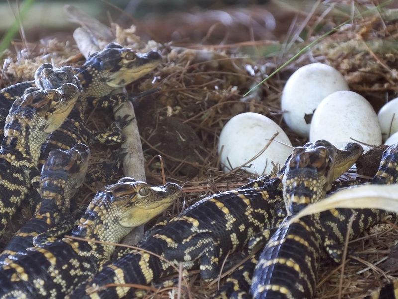 Baby crocodiles hatching from eggs