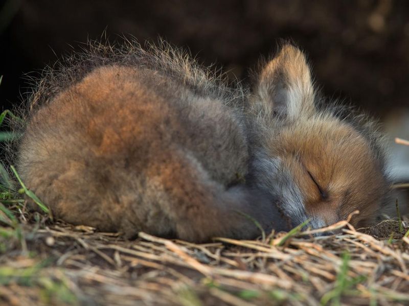 Baby fox sleeping