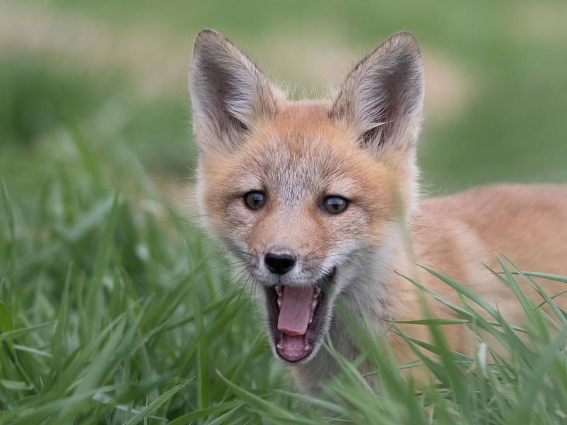 Baby fox yawning close-up