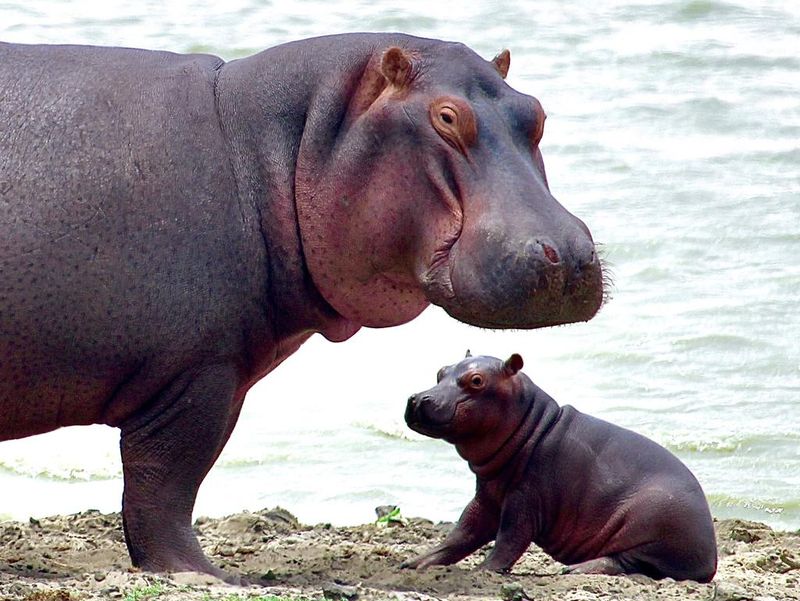 Baby Hippo with mother on the shore