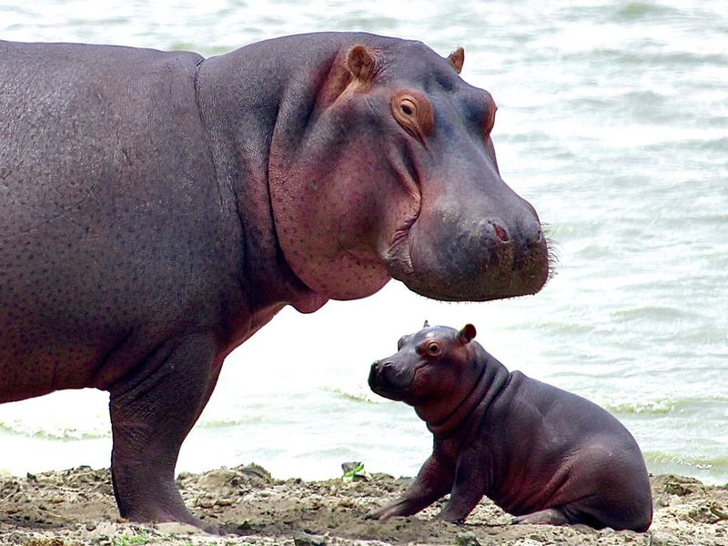 Baby Hippo with mother