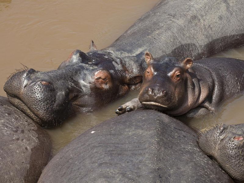 Baby hippopotamus with adults lounging in the Mara River in Kenya