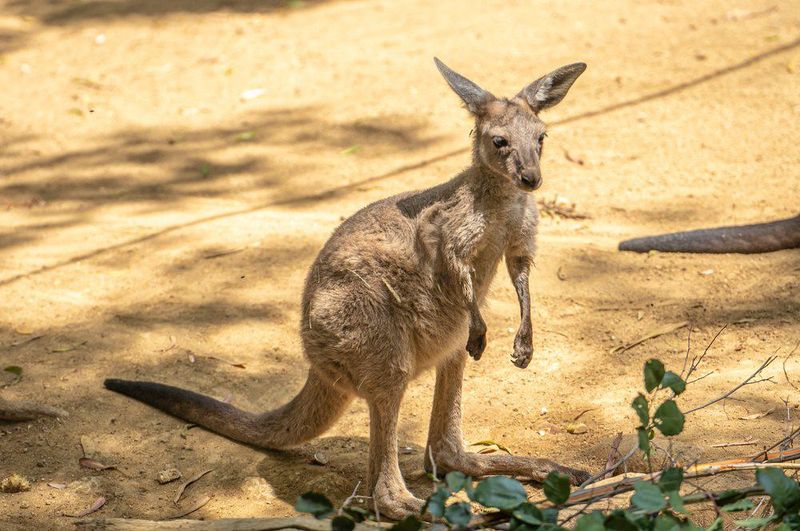 Baby kangaroo at Los Angeles Zoo