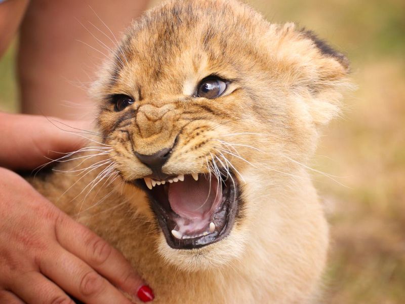 Baby lion in hand with open mouth
