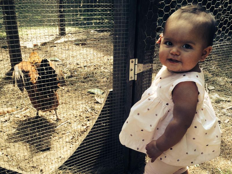 Baby looking at a chicken