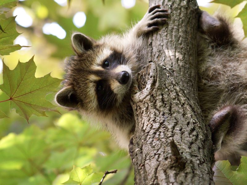 Baby raccoon holding on a tree with green leaves