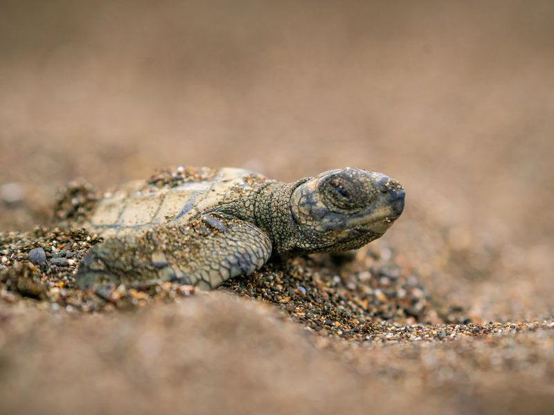 Baby sea turtle hatchling in the sand