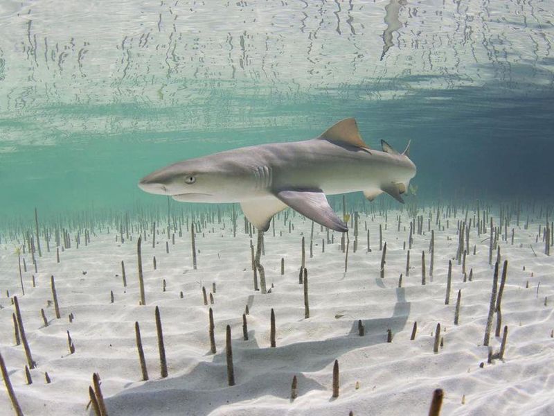 Baby Shark in Mangroves