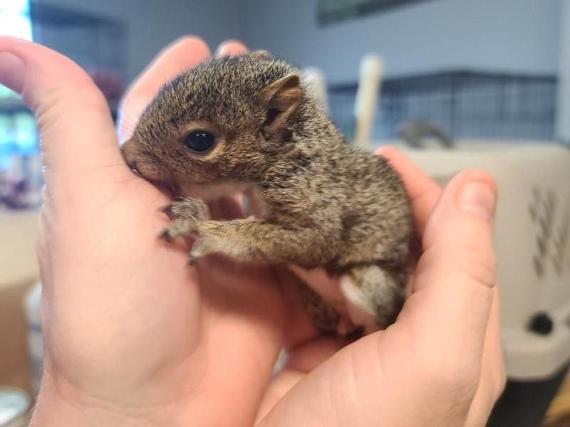 Baby squirrel at Panhandle Exotics