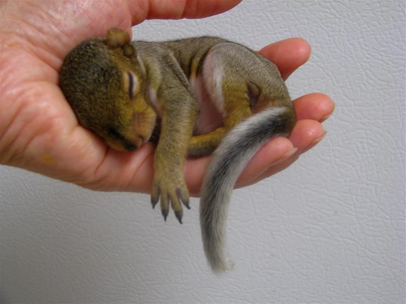 Baby Squirrel eyes shut