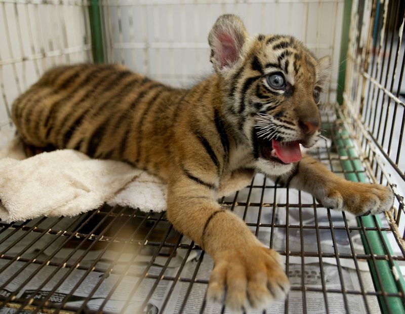 Baby Sumatran tiger