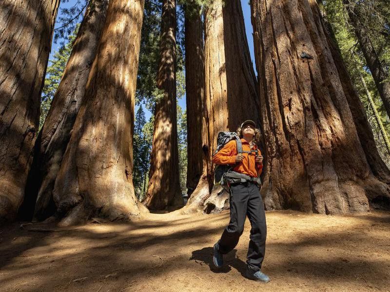 Backpacking in between Sequoias