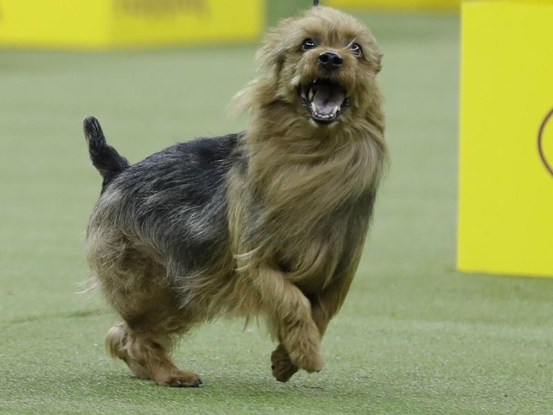 Bacon, an Australian Terrier, competes with the terrier group at the 143rd Westminster Kennel Club Dog Show Tuesday, Feb. 12, 2019, in New York. King, a wire fox terrier, won the group