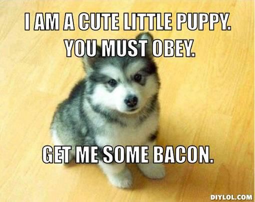 Bacon puppy meme