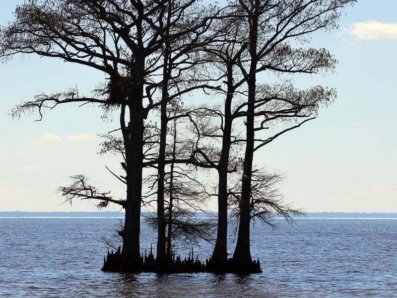 Bald cypress trees in North Carolina