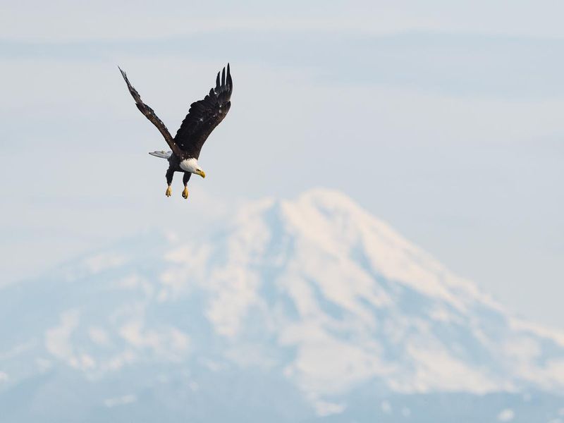 Bald eagle in Lake Clark