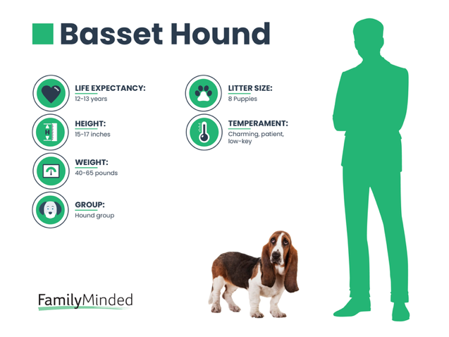 Basset Hound Info