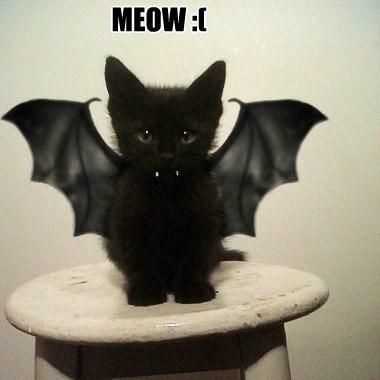 Bat Cat Meme