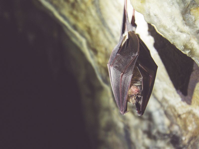 Bat hanging off the wall in a cave