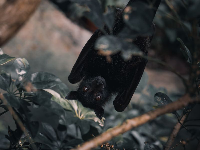 Bat Hangs Upside Down
