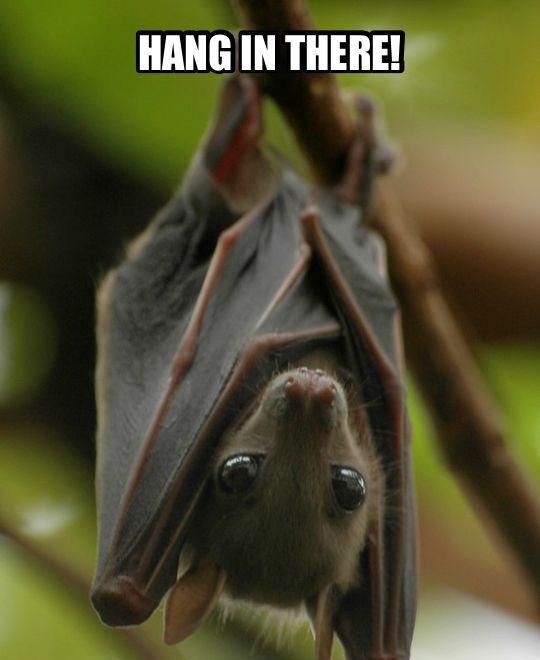 Bat inspiration