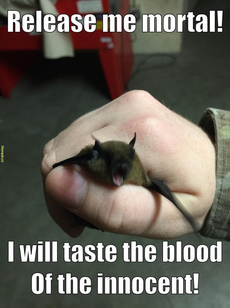 Bat meme blood
