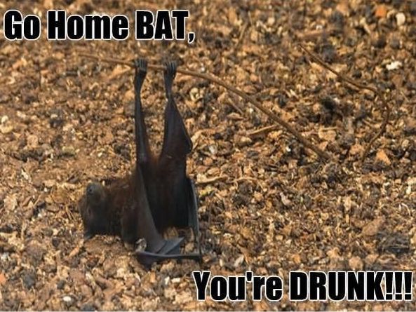 Bat meme drunk