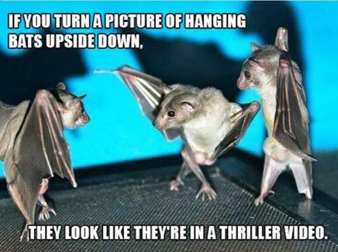 Bat meme thriller