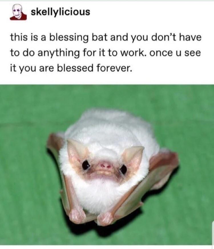 Bat Meme