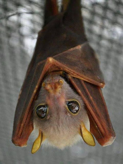 Bat with big eyes hanging upside down