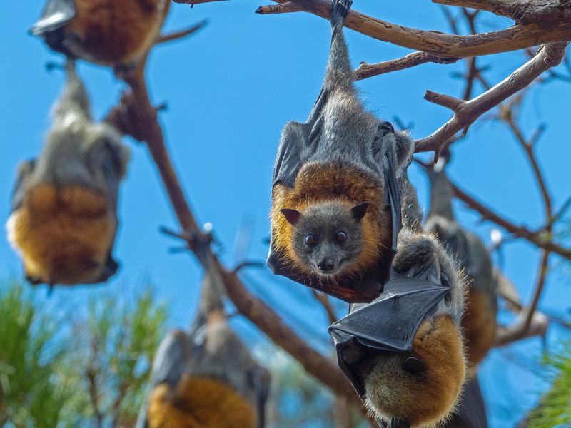 Bats hanging