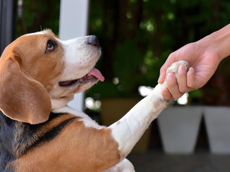 Beagle dog shaking hands