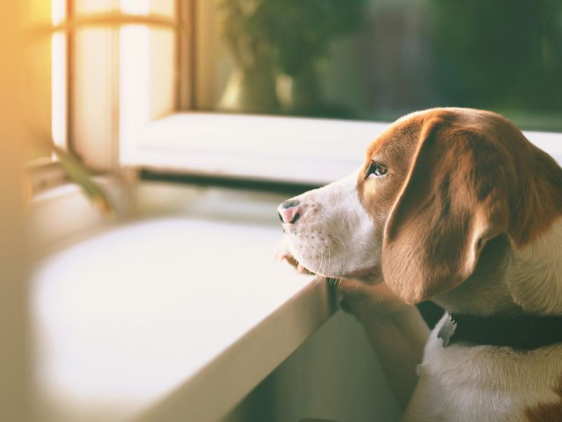 Beagle dog waiting