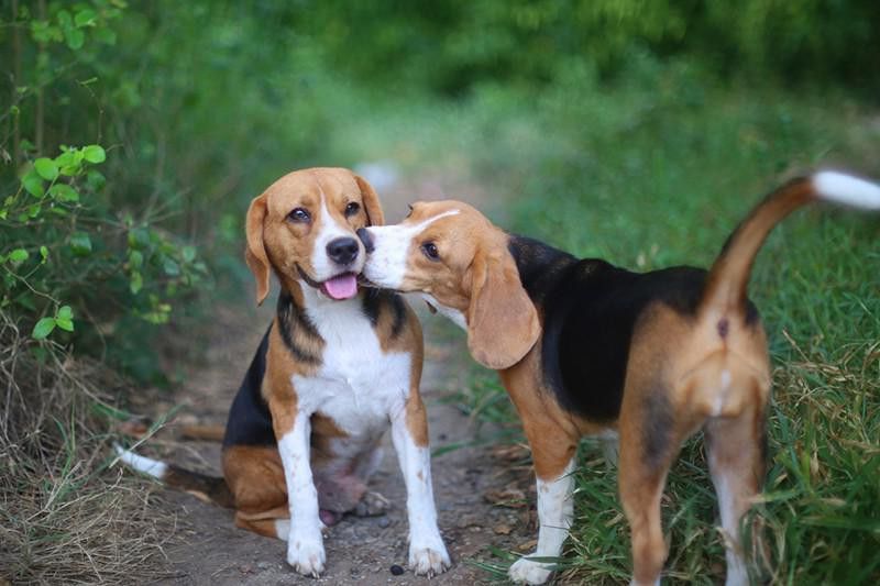 Beagle dogs playing